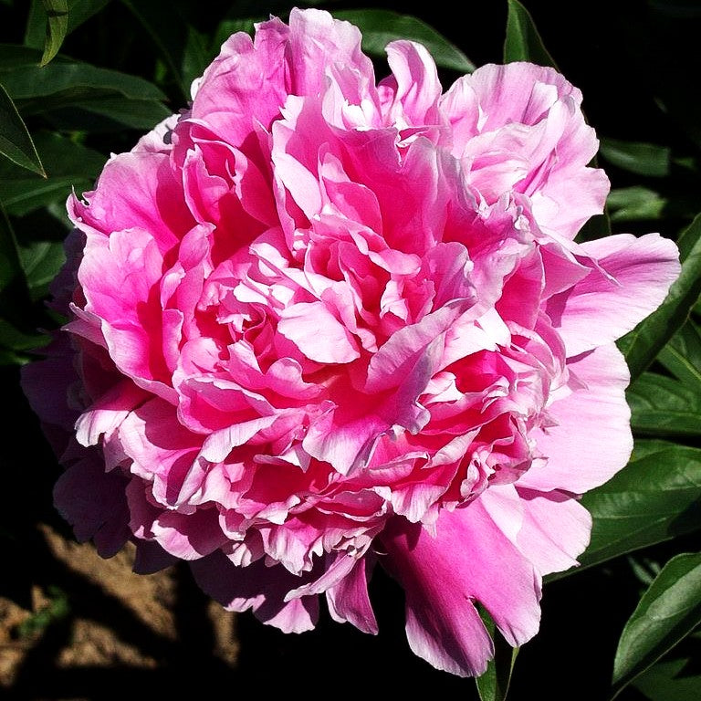 Pfingstrose 'Pink Parfait' (Paeonia lactiflora)