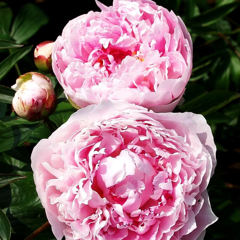 Pfingstrose duftend 'Sarah Bernhardt' (Paeonia lactiflora)