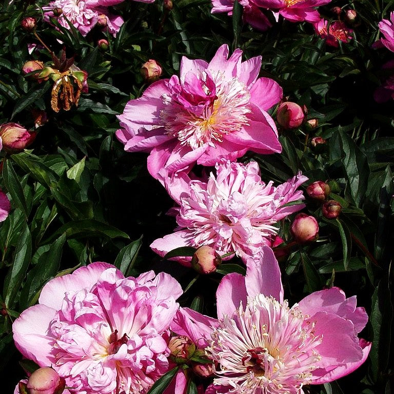 Pfingstrose 'Torpilleur' (Paeonia lactiflora)