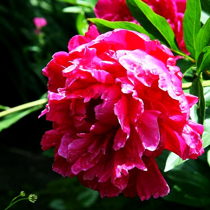 Pfingstrose 'Victoire de la Marne' (Paeonia lactiflora)
