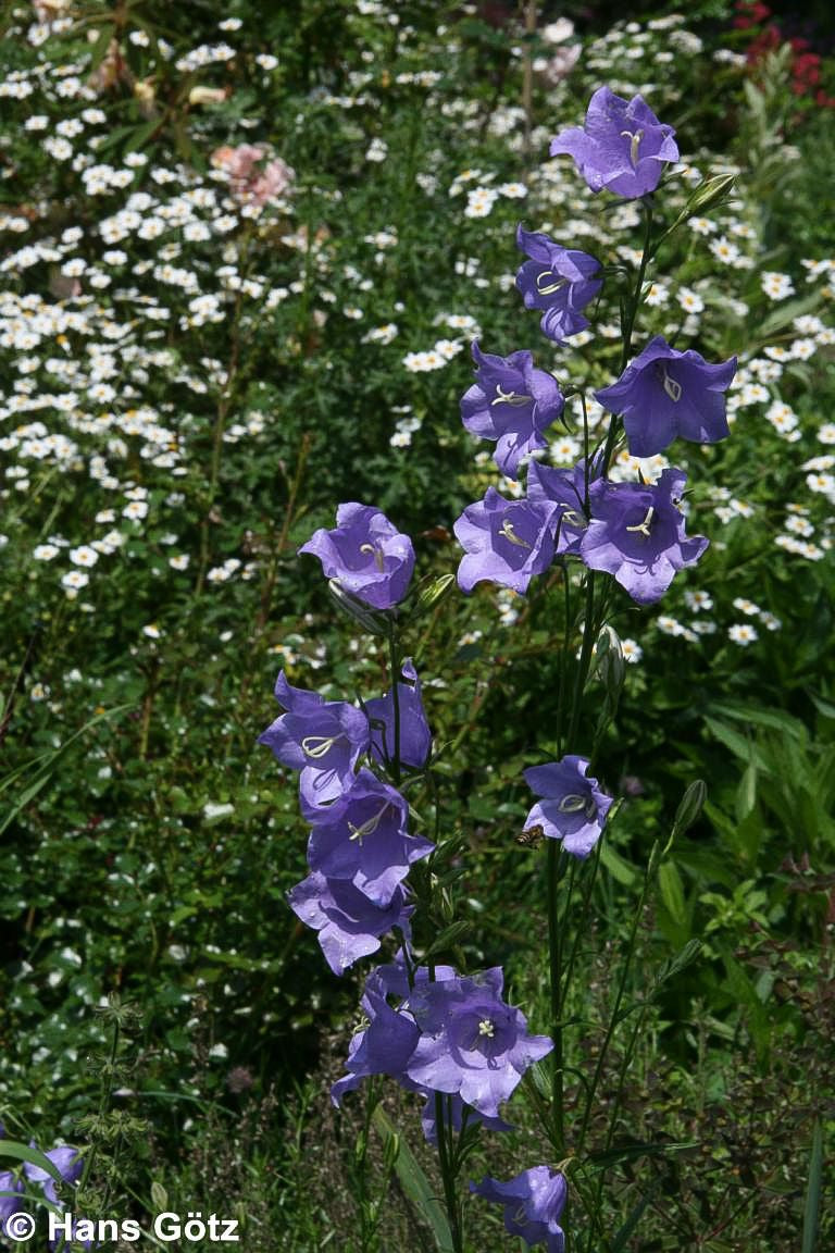 Pfirsichblättrige Glockenblume (Campanula persicifolia)