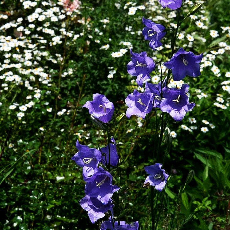 Pfirsichblättrige Glockenblume (Campanula persicifolia)