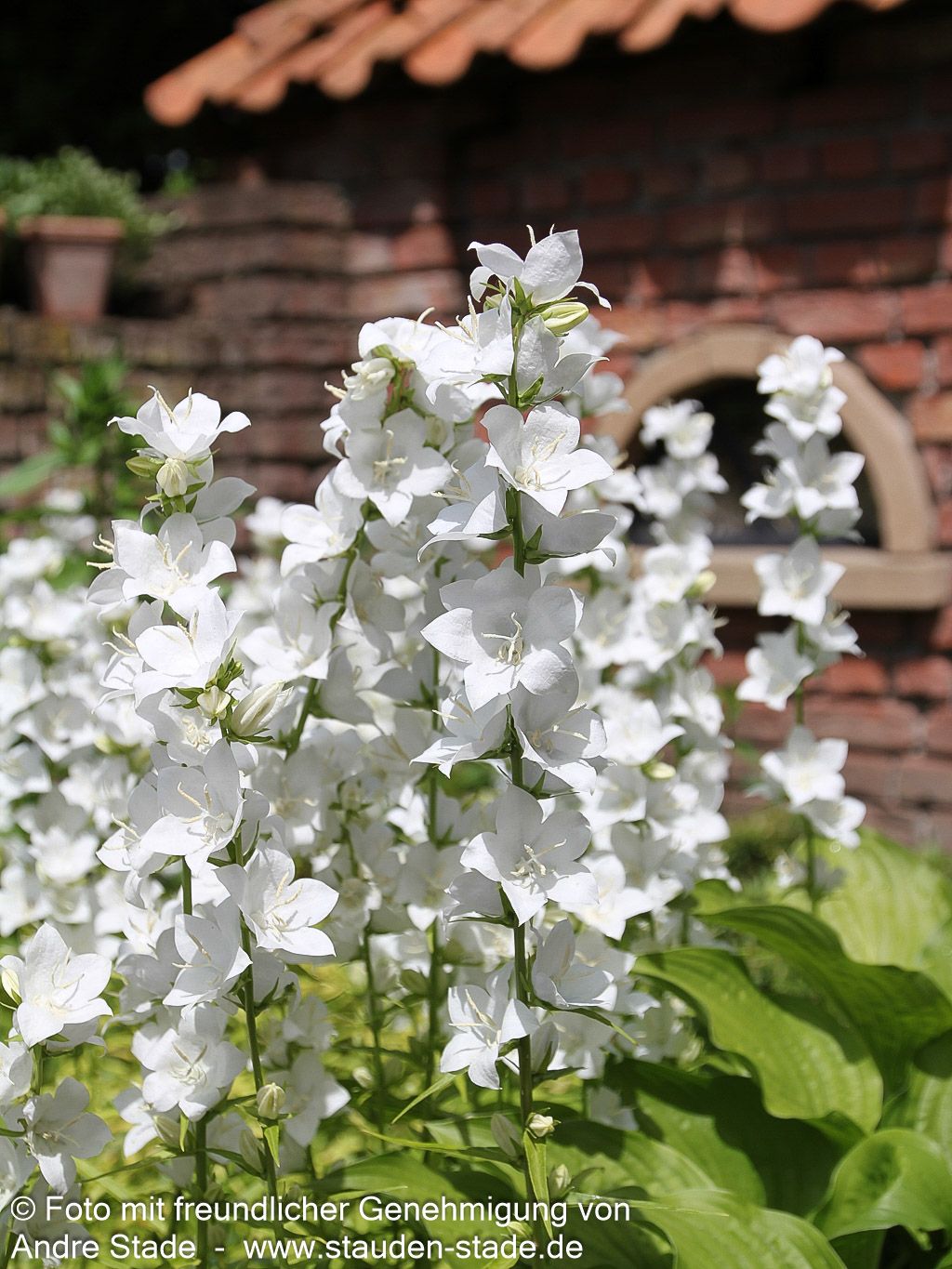 Pfirsichblättrige Glockenblume 'Grandiflora Alba' (Campanula persicif.)