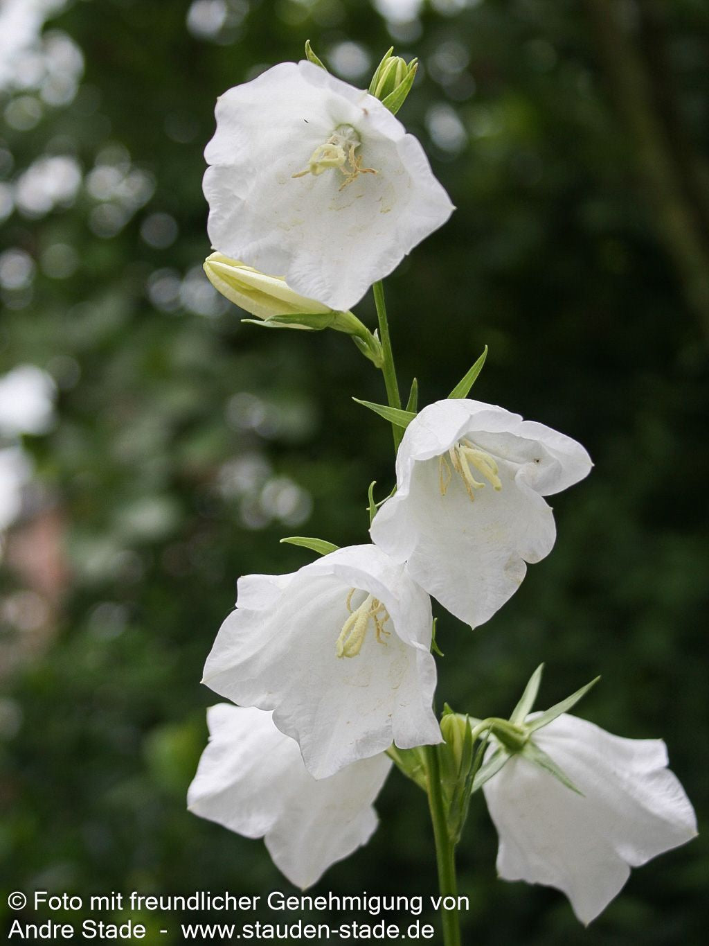 Pfirsichblättrige Glockenblume 'Grandiflora Alba' (Campanula persicif.)