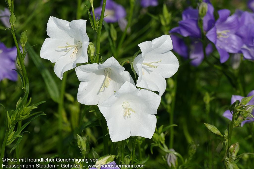 Pfirsichblättrige Glockenblume 'Grandiflora Alba' (Campanula persicif.)