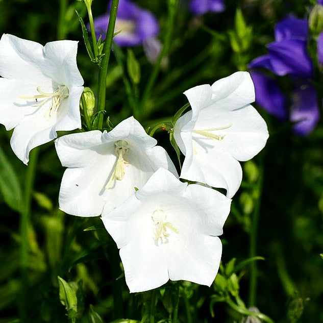 Pfirsichblättrige Glockenblume 'Grandiflora Alba' (Campanula persicif.)