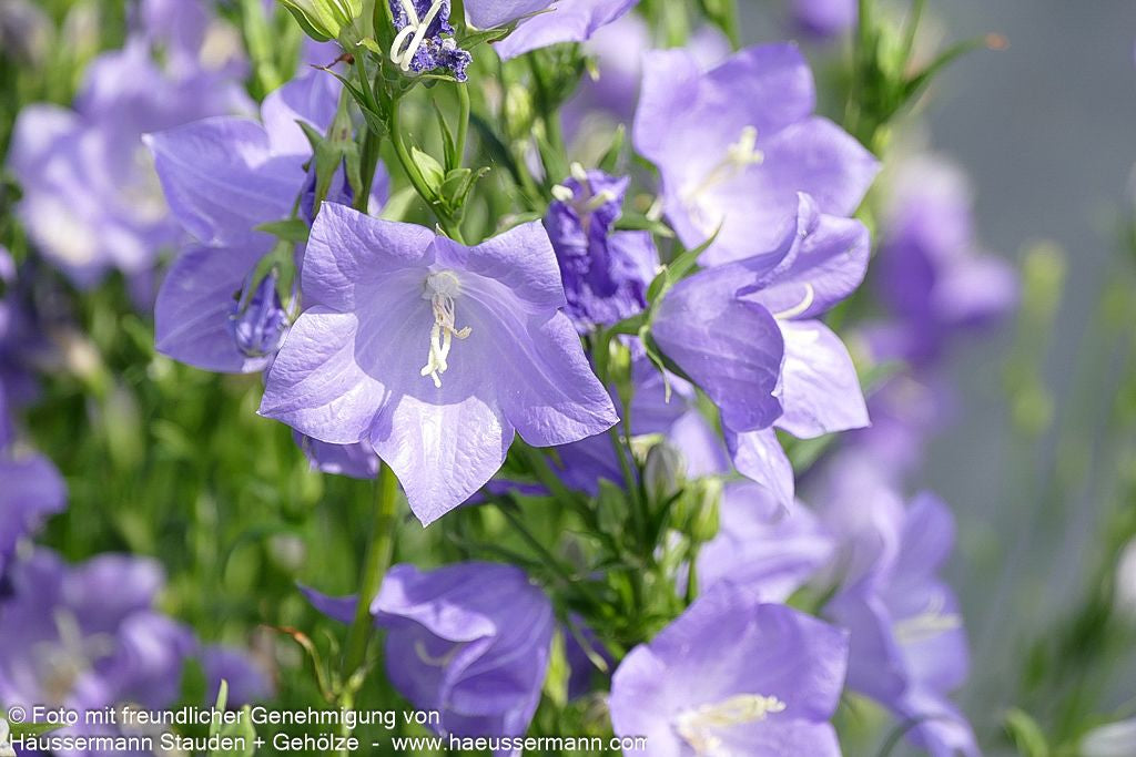 Pfirsichblättrige Glockenblume 'Grandiflora Coerulea' (Campanula persicif.)
