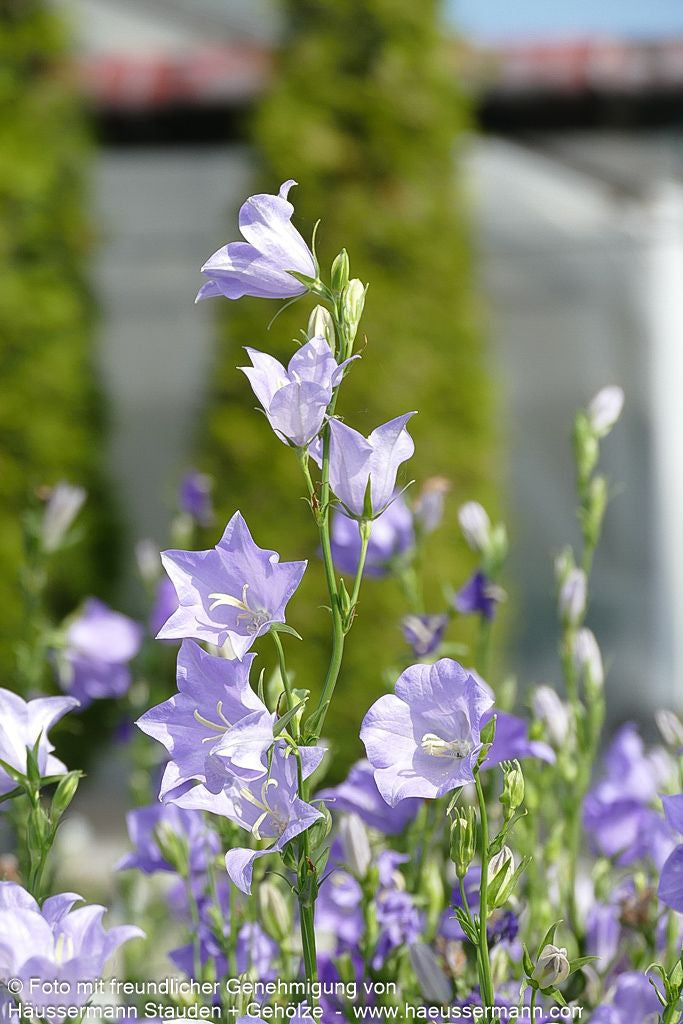 Pfirsichblättrige Glockenblume 'Grandiflora Coerulea' (Campanula persicif.)