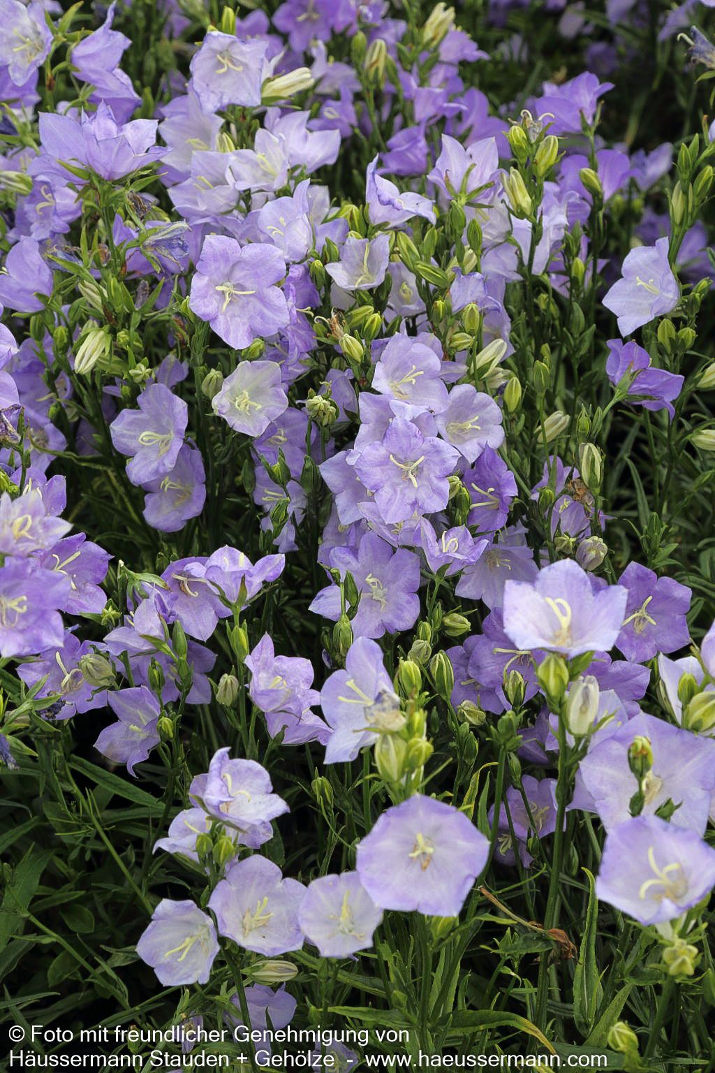 Pfirsichblättrige Glockenblume 'Grandiflora Coerulea' (Campanula persicif.)