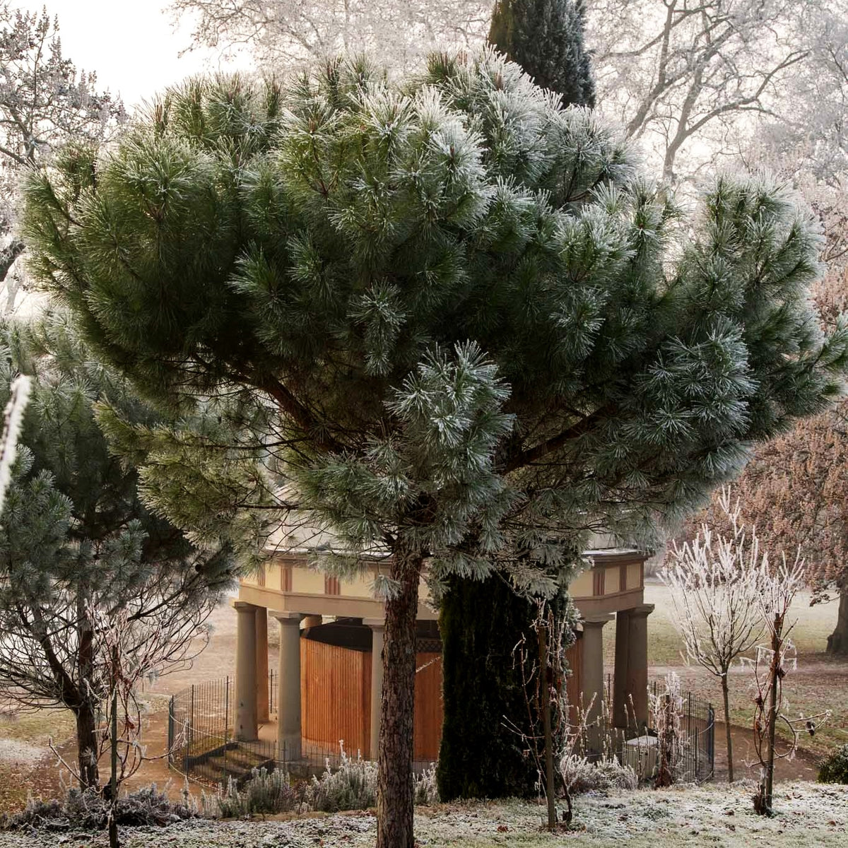 Pinie (Pinus pinea)