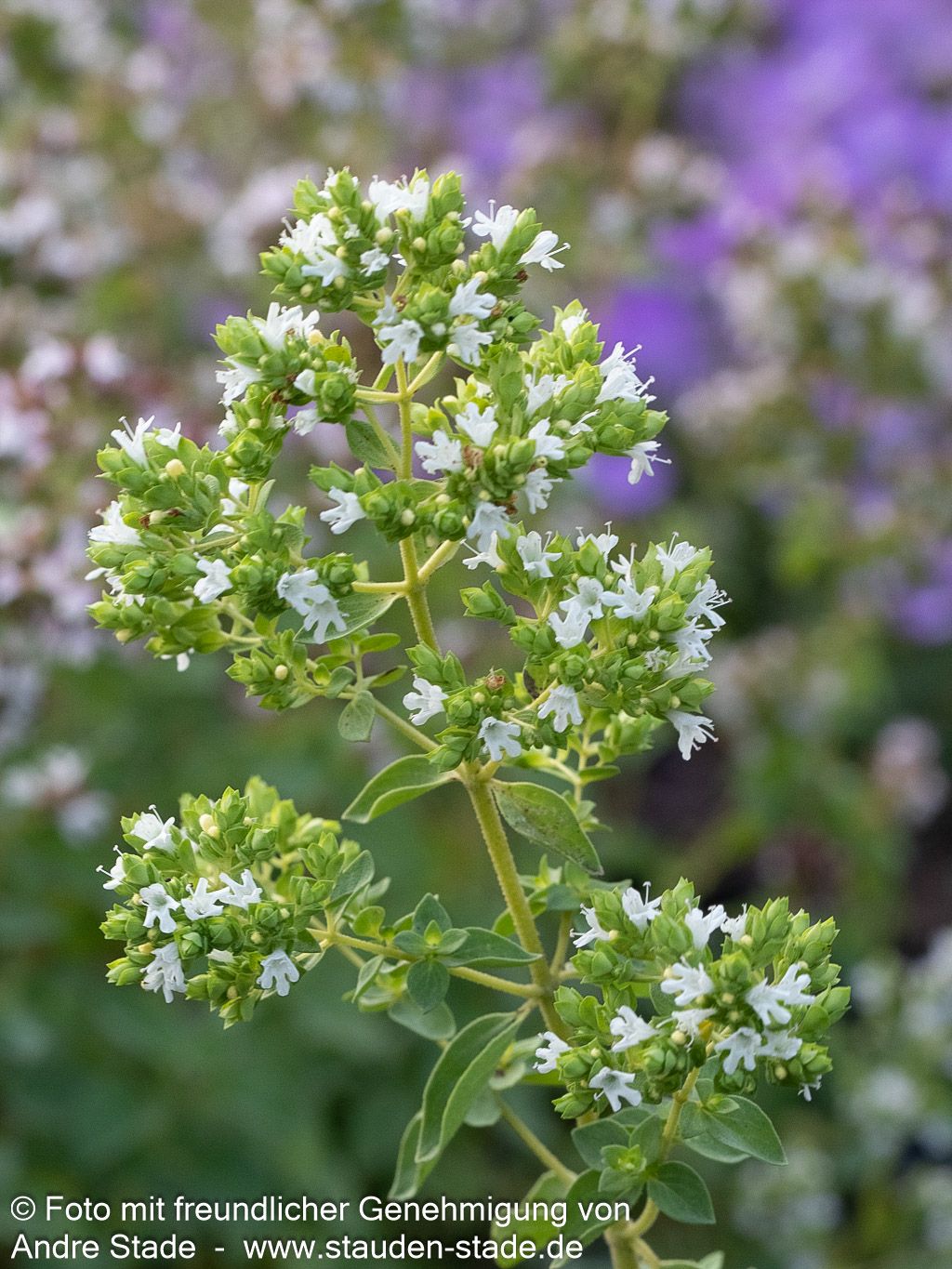 Pizza-Oregano 'Hot and Spicy' (Origanum vulgare)