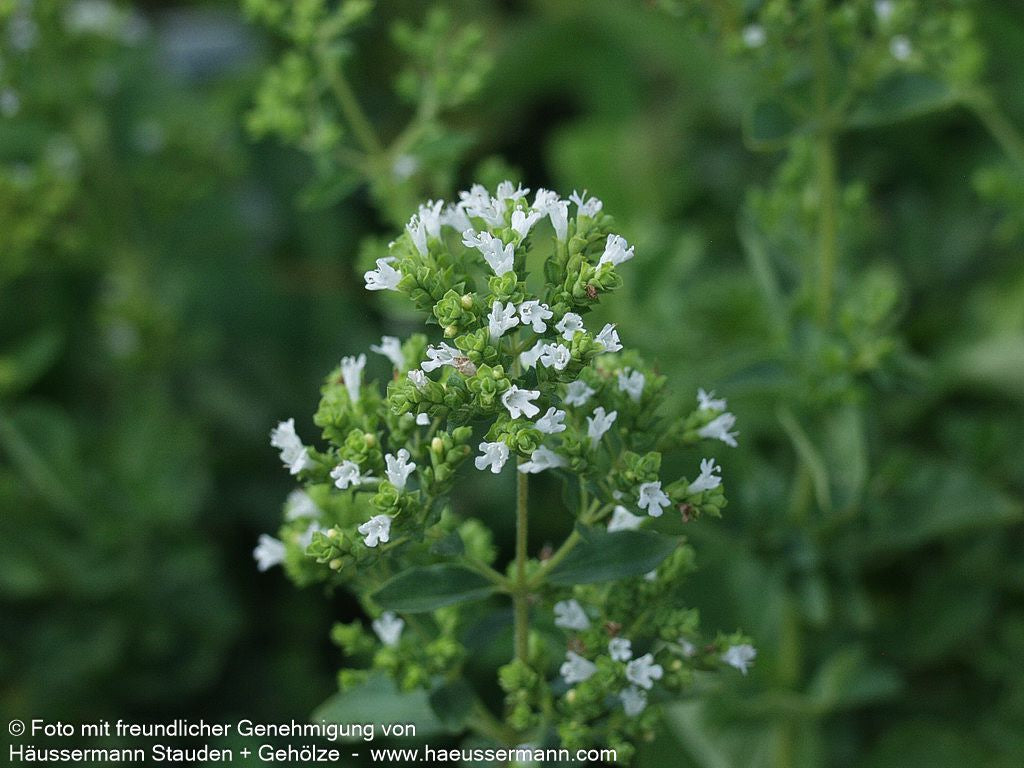 Pizza-Oregano 'Hot and Spicy' (Origanum vulgare)