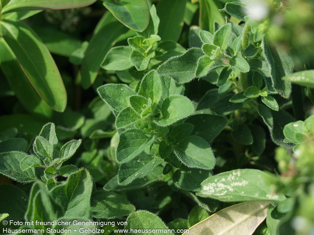 Pizza-Oregano 'Hot and Spicy' (Origanum vulgare)