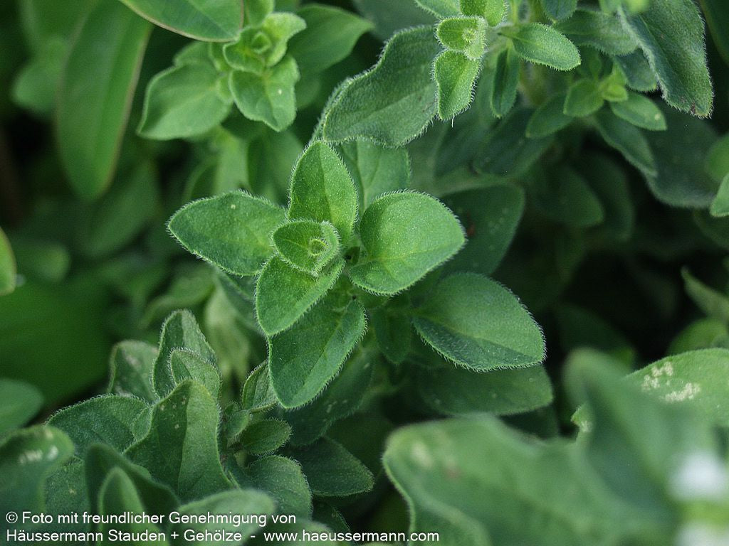 Pizza-Oregano 'Hot and Spicy' (Origanum vulgare)