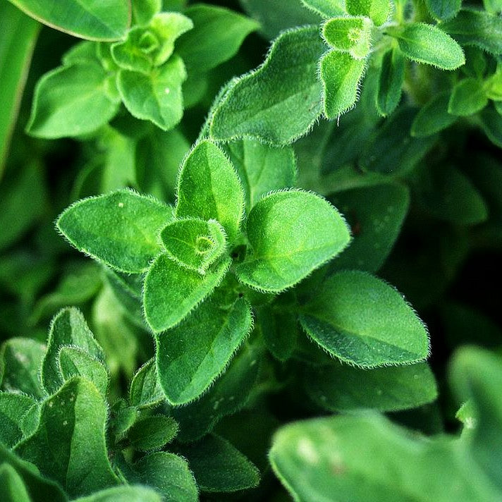 Pizza-Oregano 'Hot and Spicy' (Origanum vulgare)