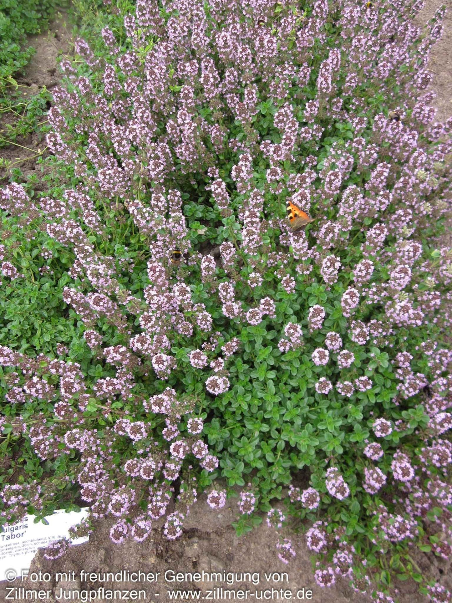 Pizza-Thymian 'Tabor' (Thymus pulegioides)