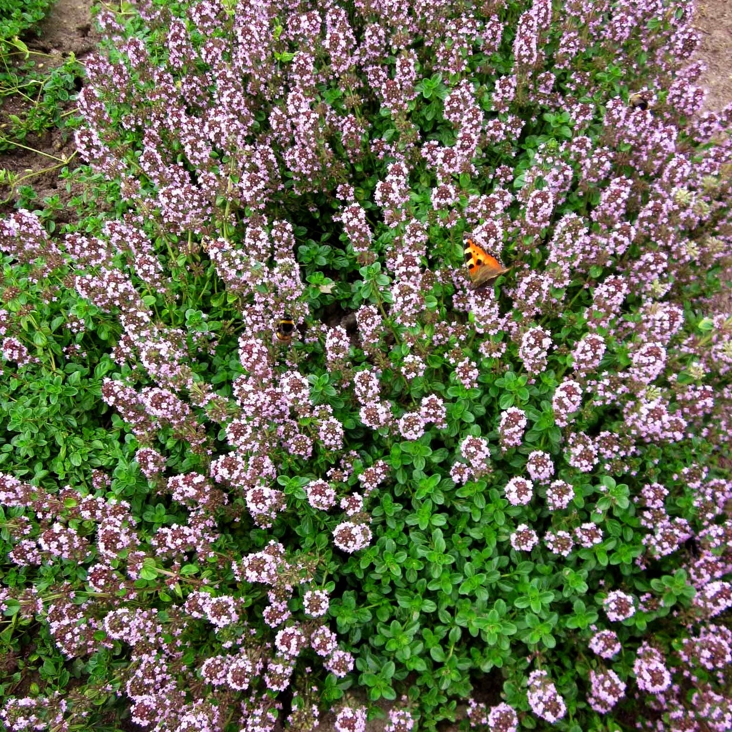 Pizza-Thymian 'Tabor' (Thymus pulegioides)