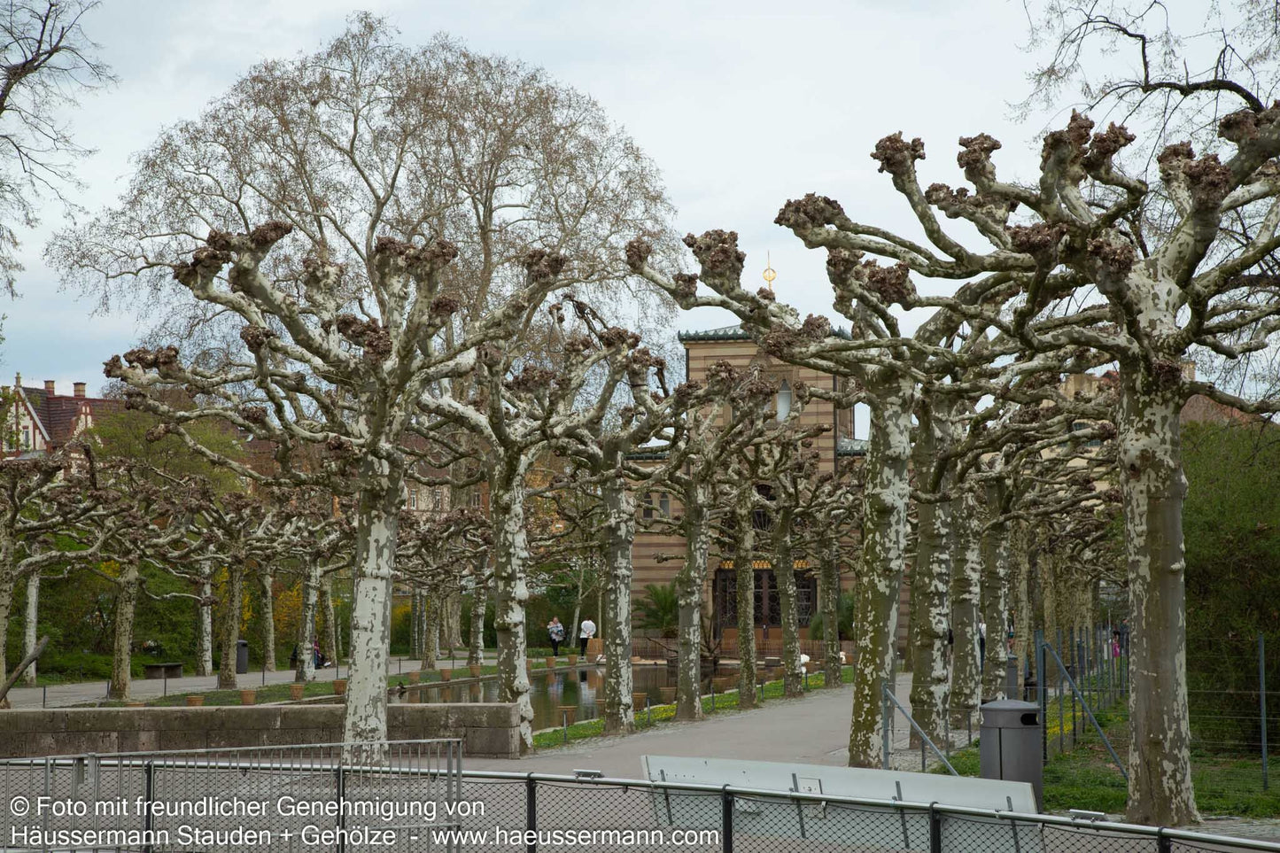 Platane (Platanus x hispanica)