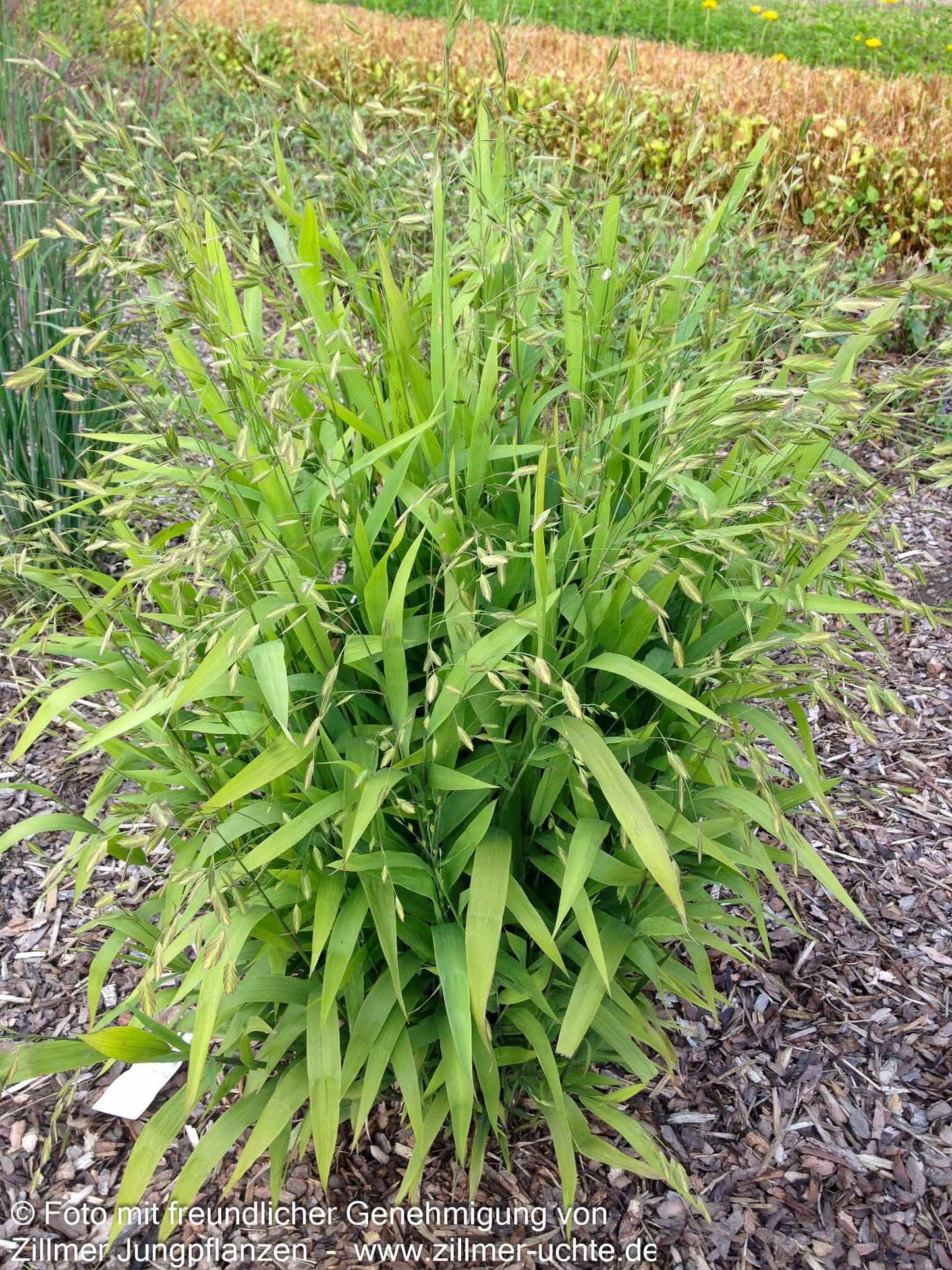 Plattährengras (Chasmanthium latifolium)