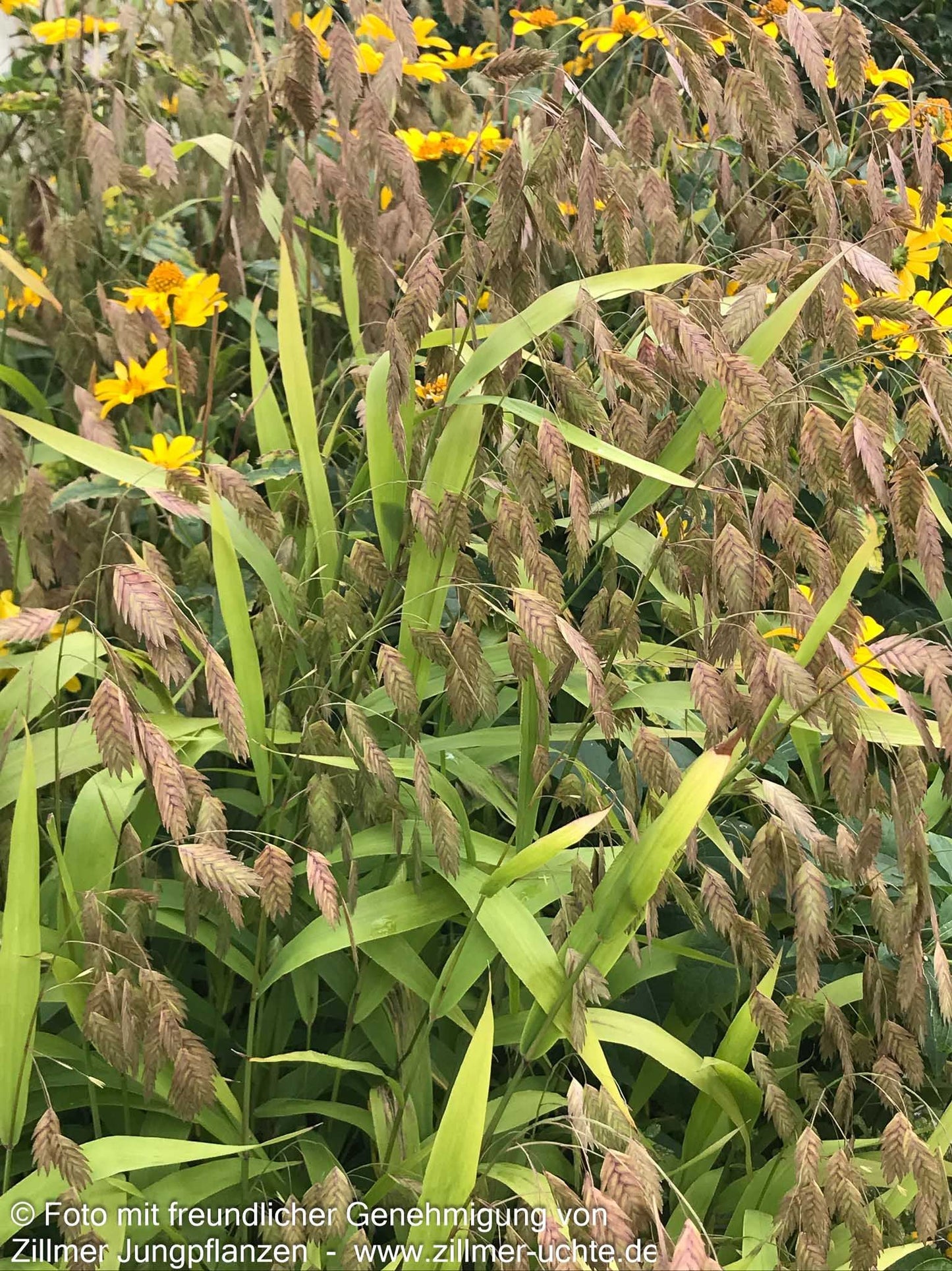 Plattährengras (Chasmanthium latifolium)