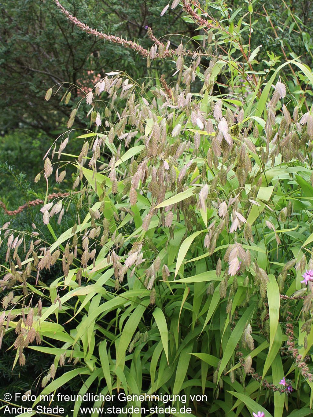 Plattährengras (Chasmanthium latifolium)