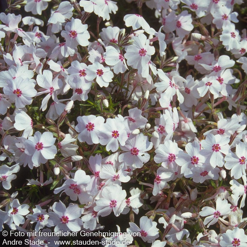Polster-Flammenblume 'Amazing Grace' (Phlox subulata)