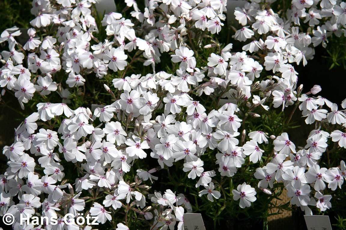 Polster-Flammenblume 'Amazing Grace' (Phlox subulata)