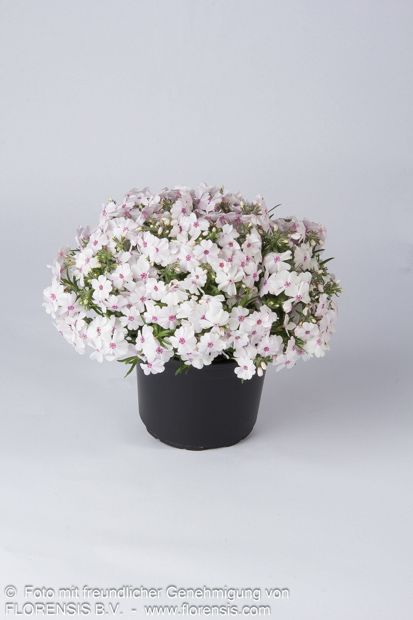 Polster-Flammenblume 'Amazing Grace' (Phlox subulata)