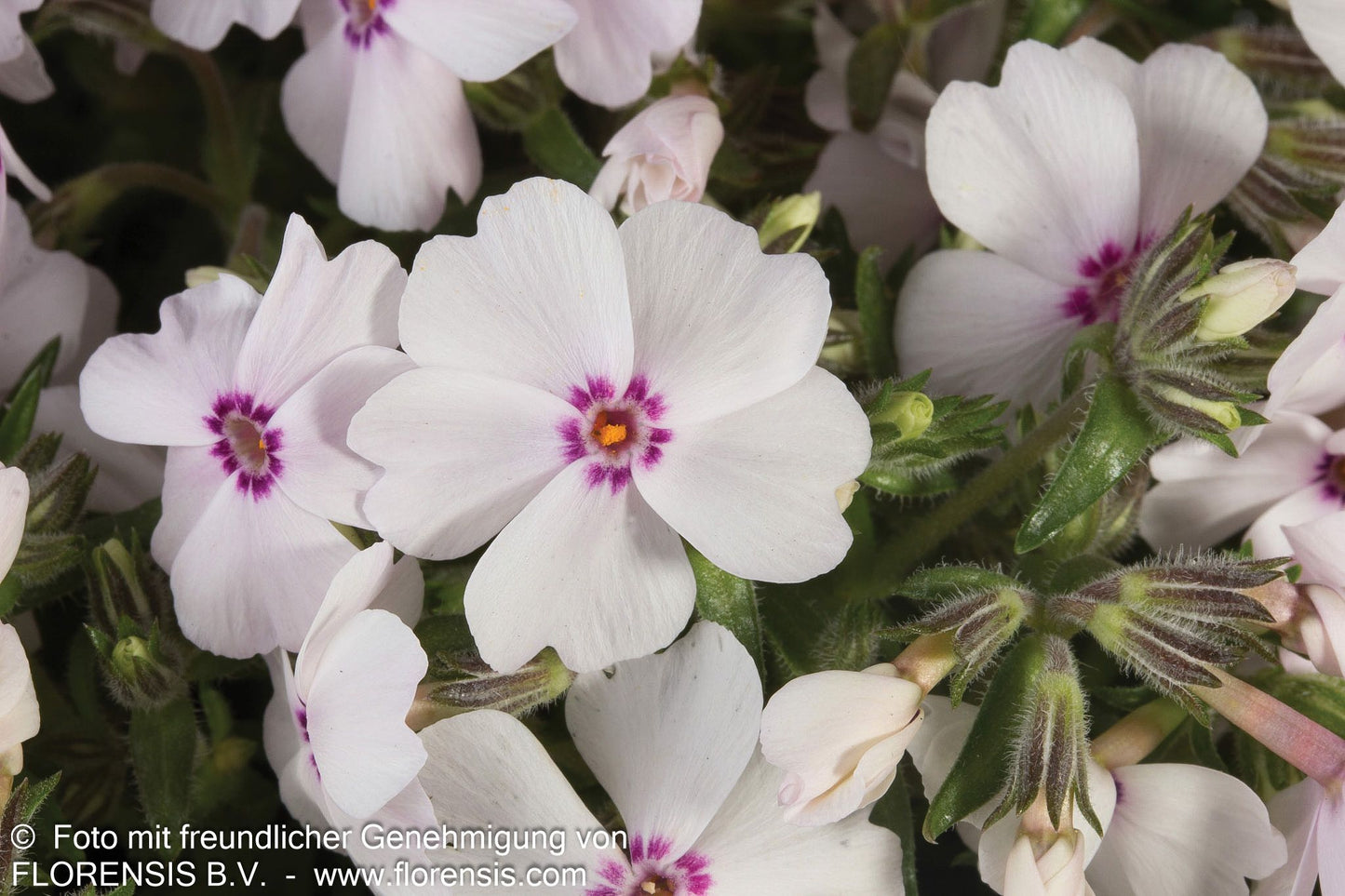 Polster-Flammenblume 'Amazing Grace' (Phlox subulata)