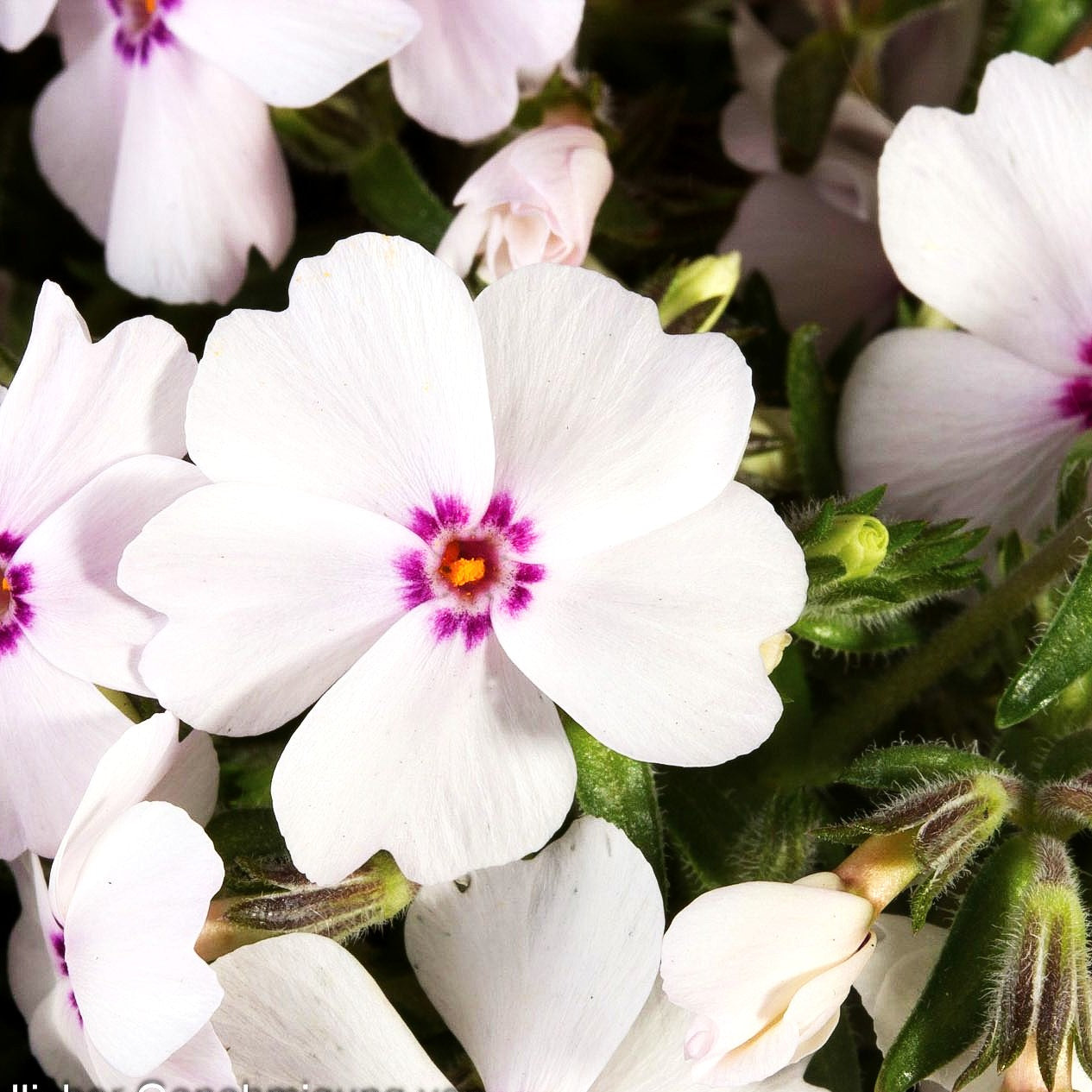 Polster-Flammenblume 'Amazing Grace' (Phlox subulata)