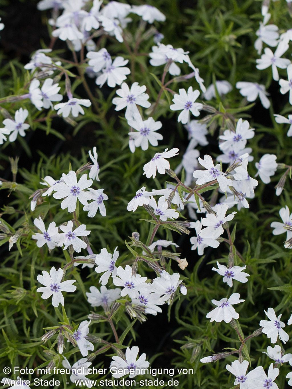 Polster-Flammenblume 'Bavaria' (Phlox subulata)