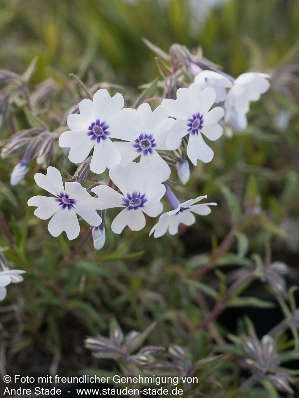 Polster-Flammenblume 'Bavaria' (Phlox subulata)
