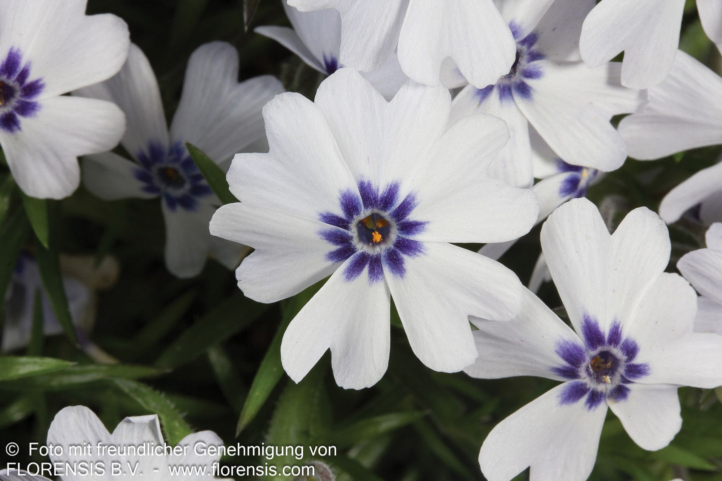Polster-Flammenblume 'Bavaria' (Phlox subulata)