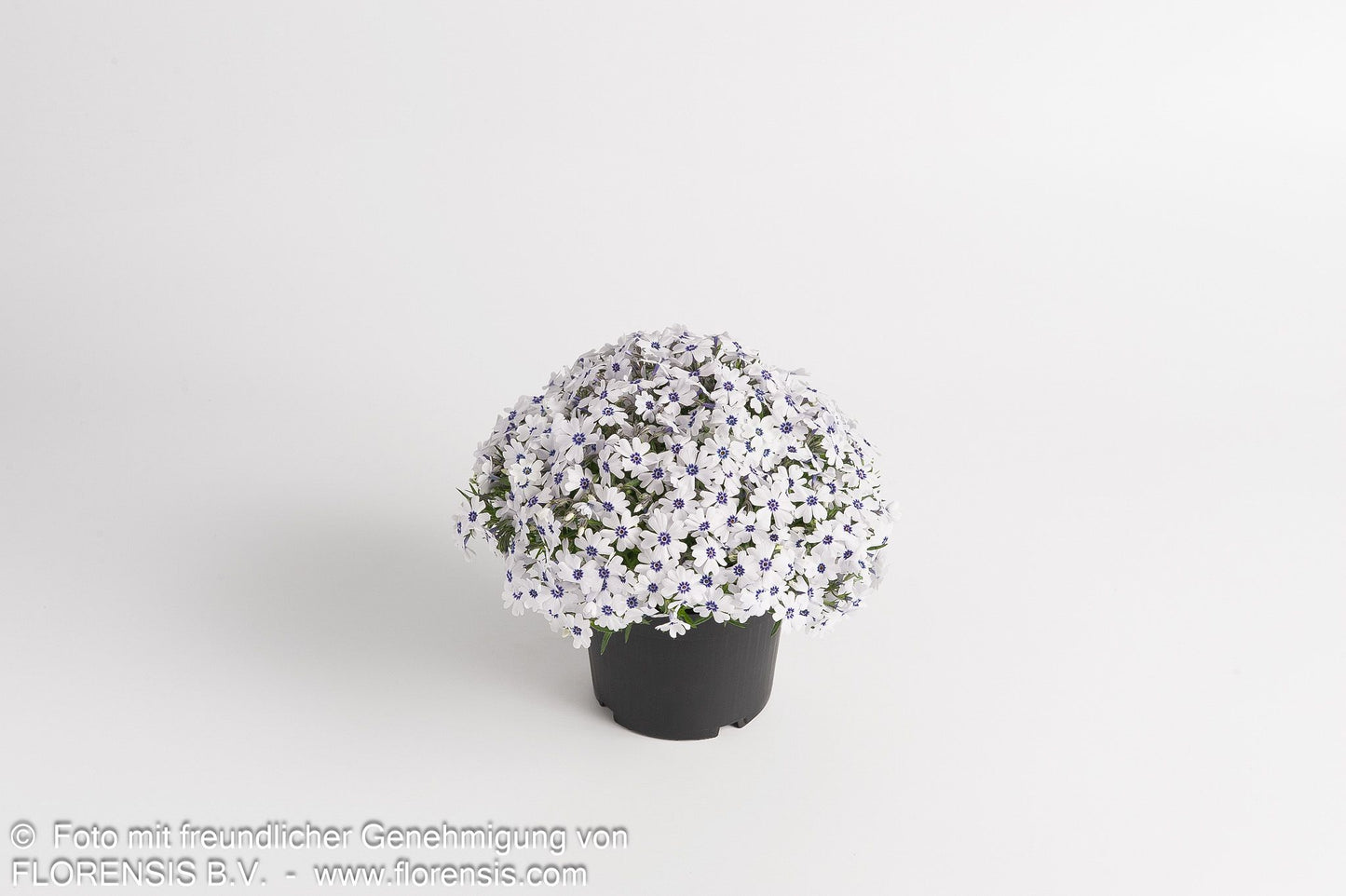 Polster-Flammenblume 'Bavaria' (Phlox subulata)