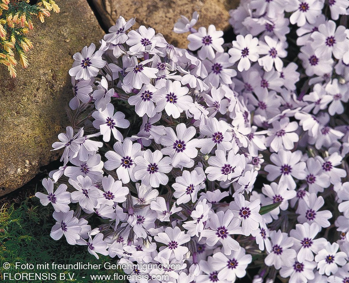 Polster-Flammenblume 'Bavaria' (Phlox subulata)