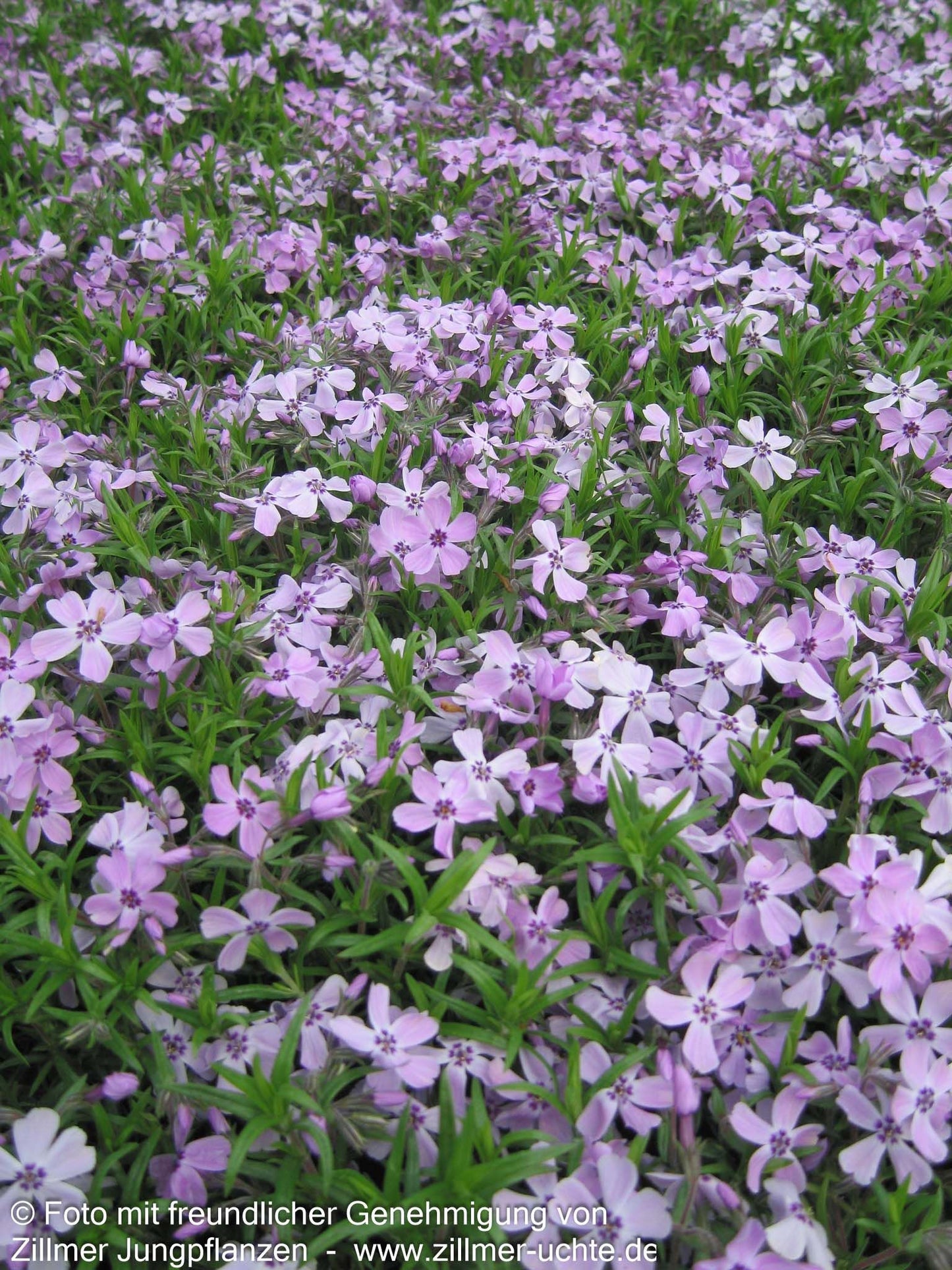 Polster-Flammenblume 'Benita' (Phlox subulata)