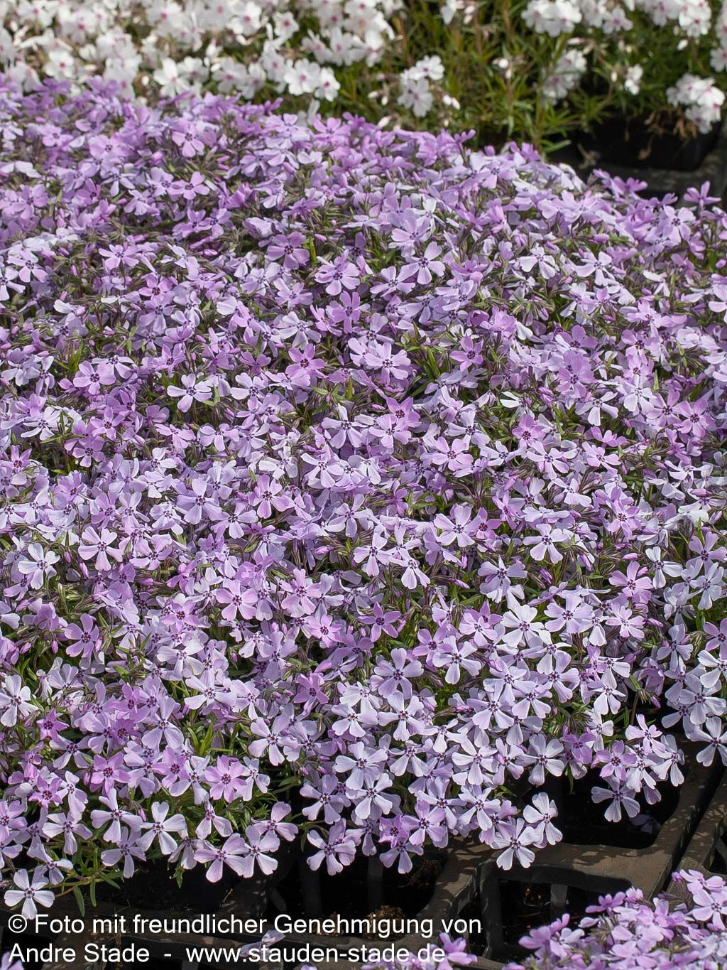 Polster-Flammenblume 'Benita' (Phlox subulata)