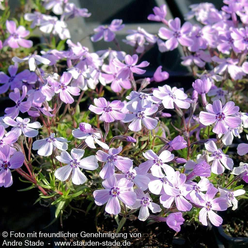 Polster-Flammenblume 'Benita' (Phlox subulata)