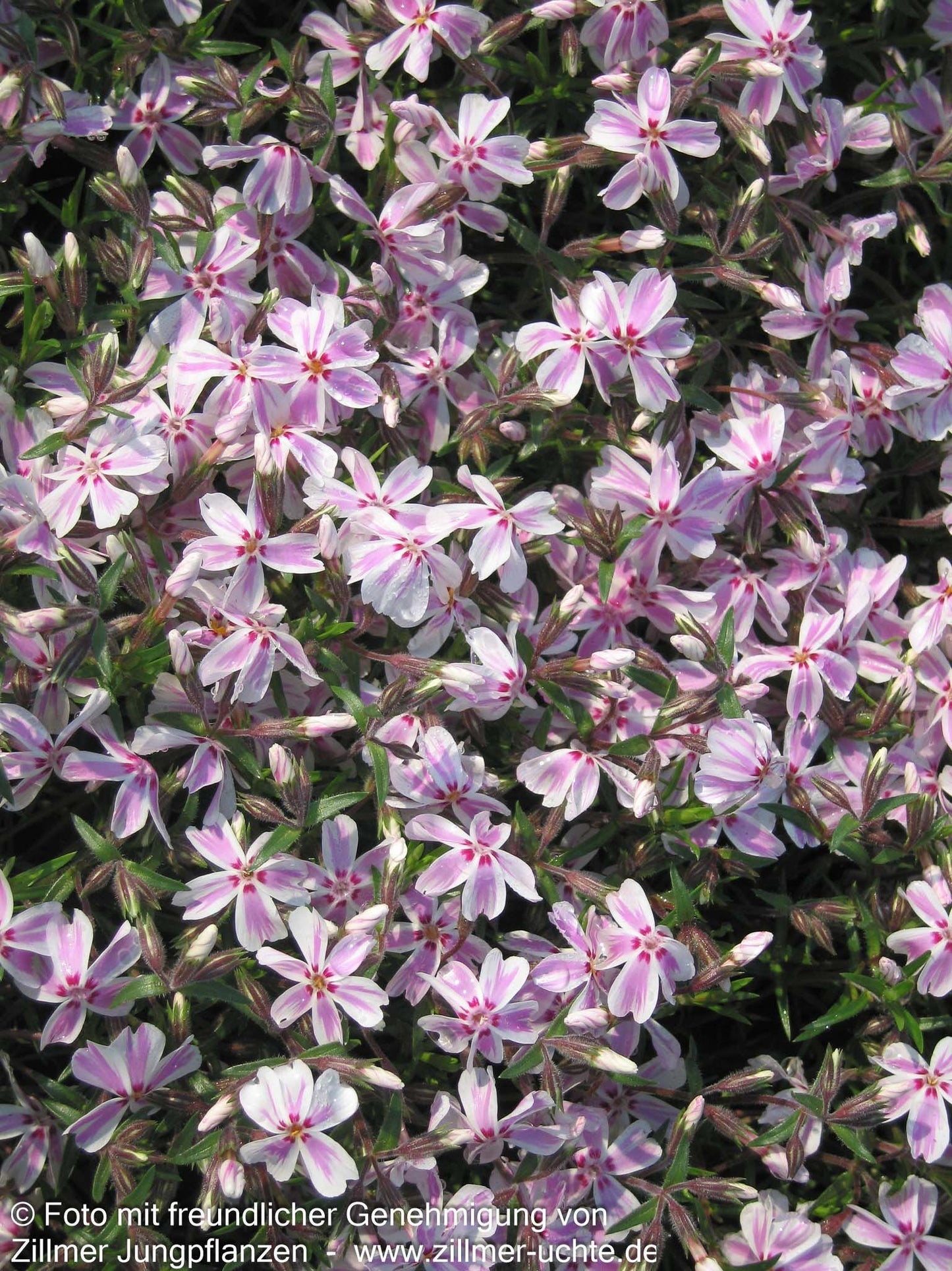 Polster-Flammenblume 'Candy Stripes' (Phlox subulata)