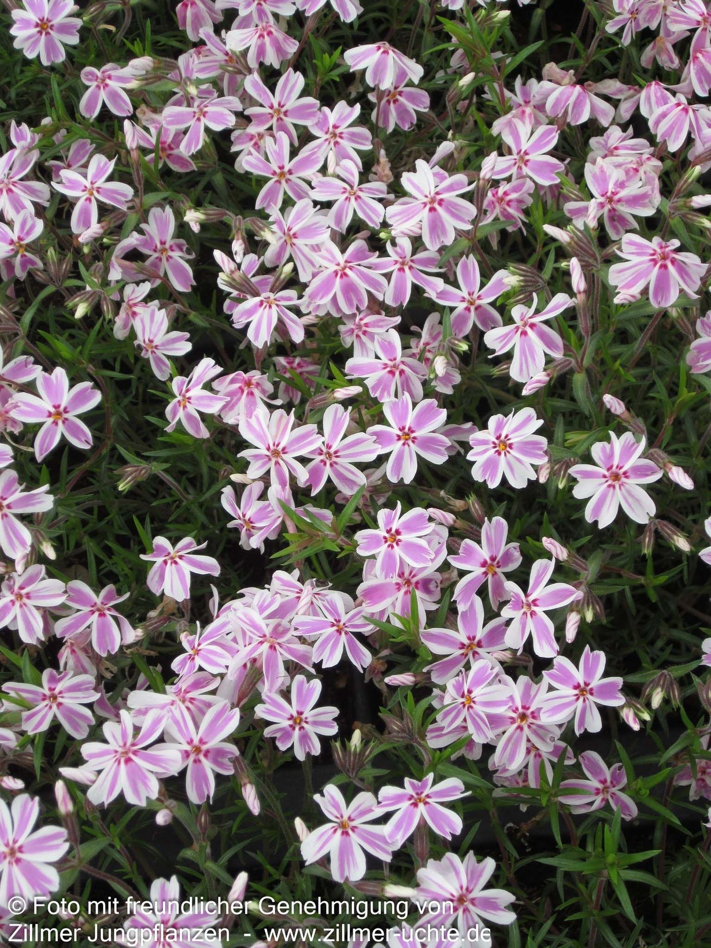 Polster-Flammenblume 'Candy Stripes' (Phlox subulata)