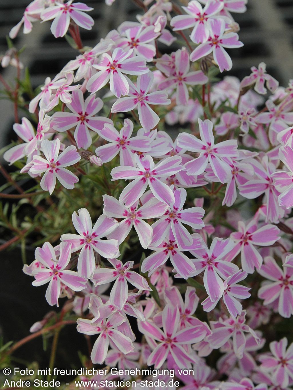 Polster-Flammenblume 'Candy Stripes' (Phlox subulata)