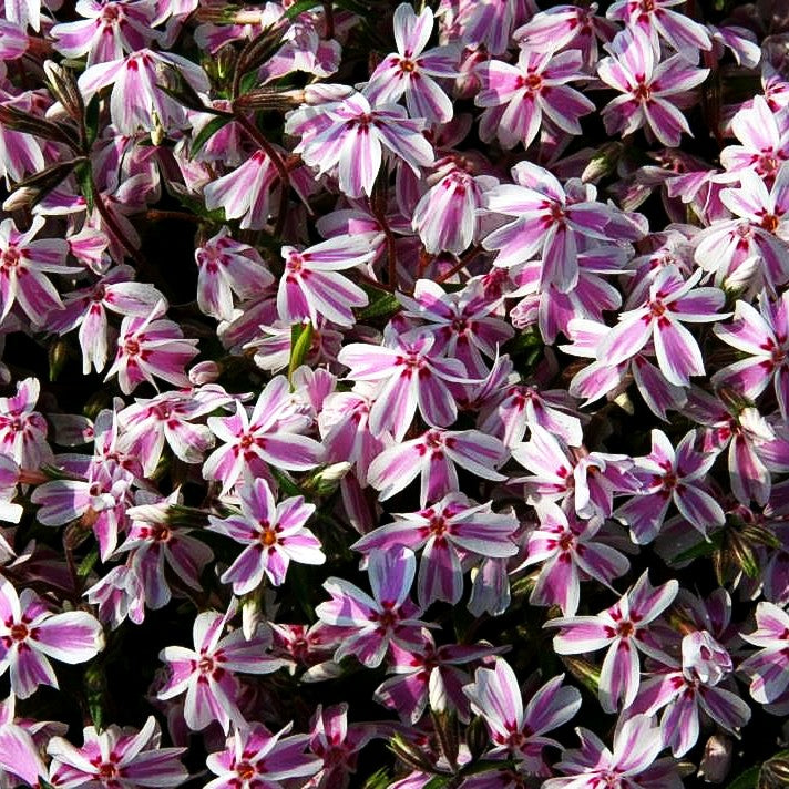 Polster-Flammenblume 'Candy Stripes' (Phlox subulata)