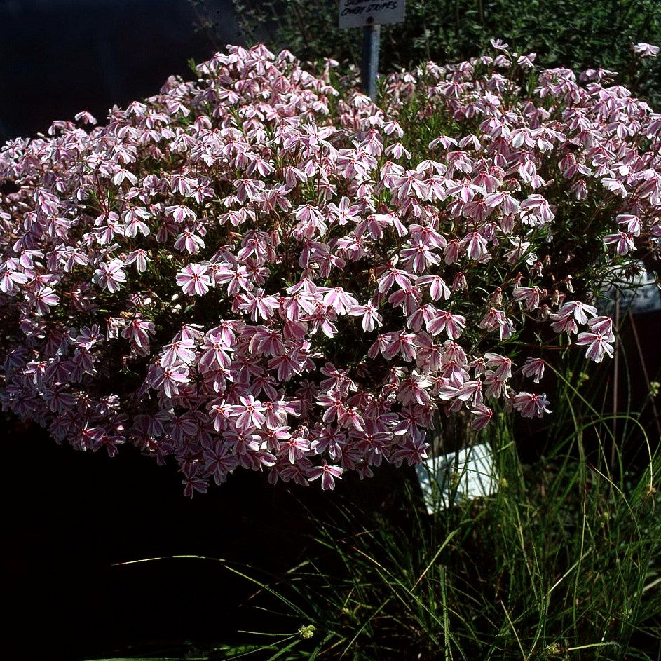 Polster-Flammenblume 'Candy Stripes' (Phlox subulata)