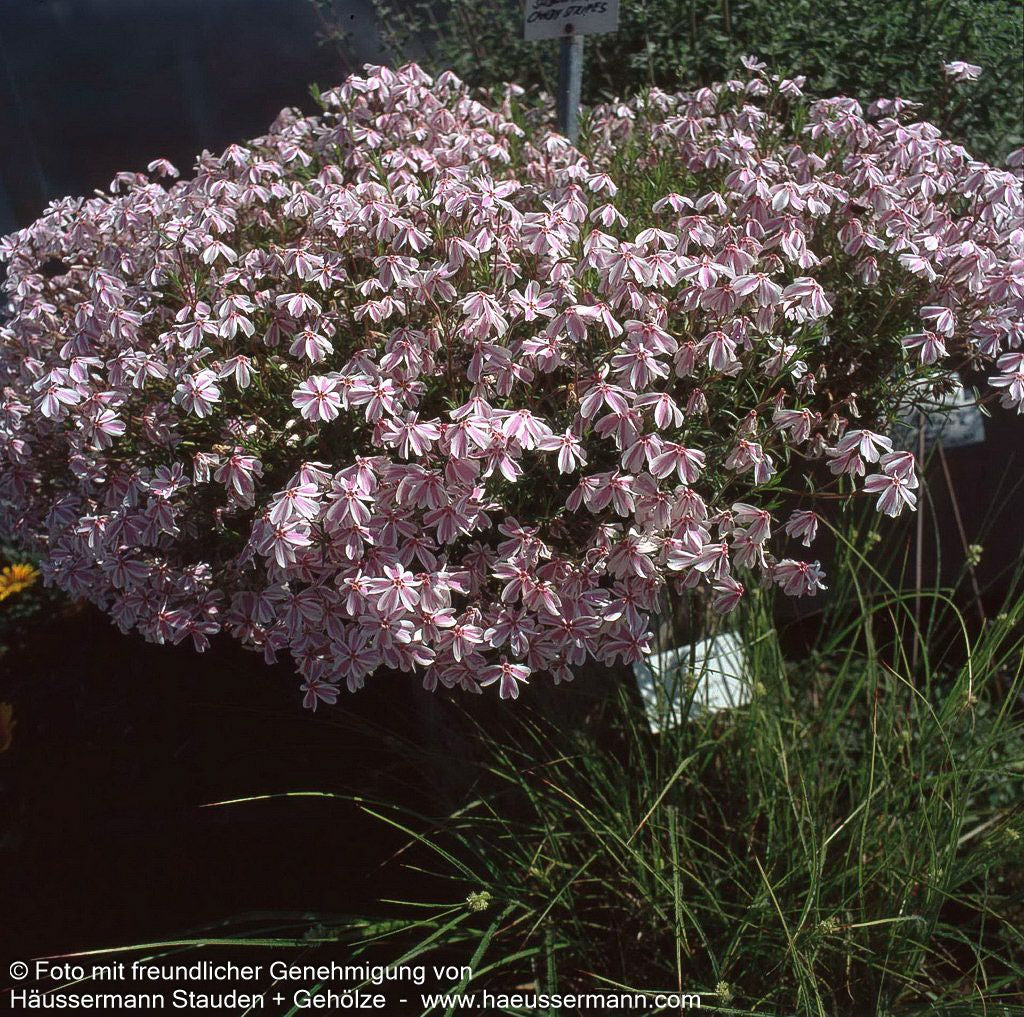 Polster-Flammenblume 'Candy Stripes' (Phlox subulata)