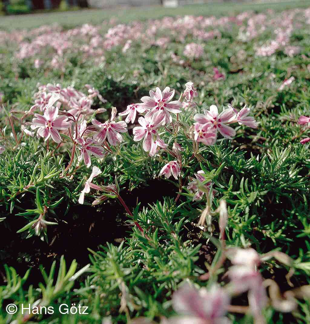 Polster-Flammenblume 'Candy Stripes' (Phlox subulata)