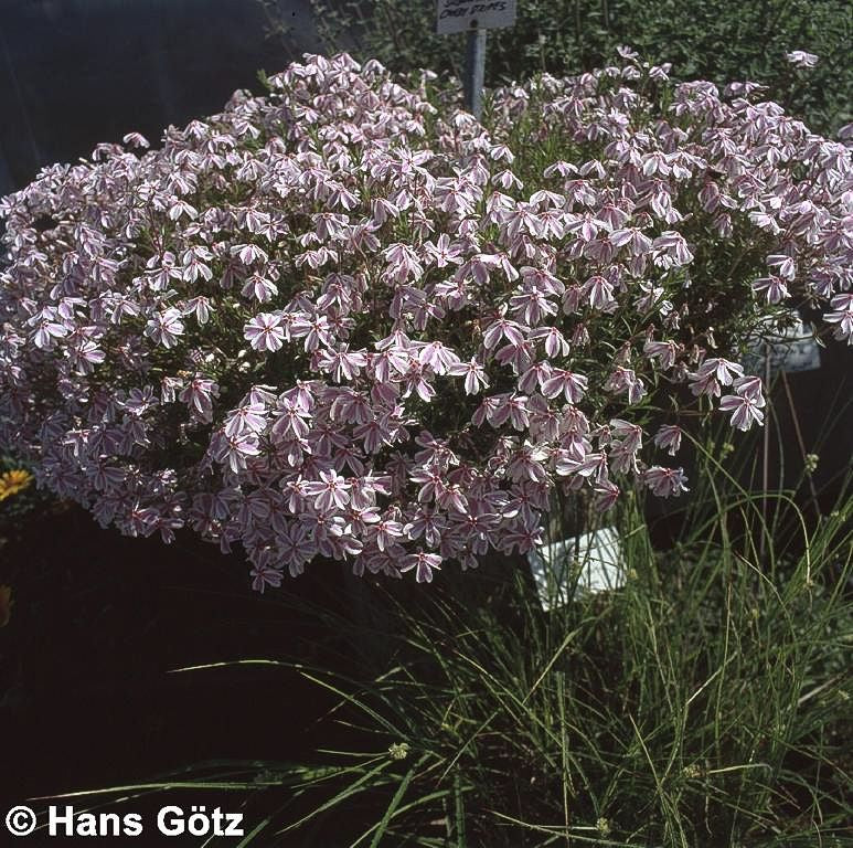 Polster-Flammenblume 'Candy Stripes' (Phlox subulata)