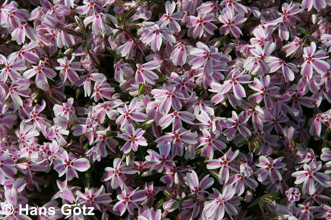 Polster-Flammenblume 'Candy Stripes' (Phlox subulata)