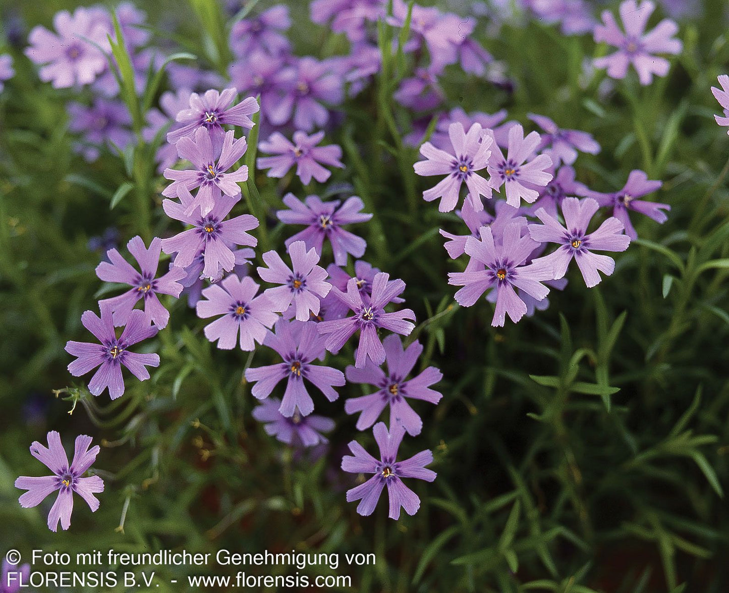Polster-Flammenblume 'Emerald Cushion Blue' (Phlox subulata)