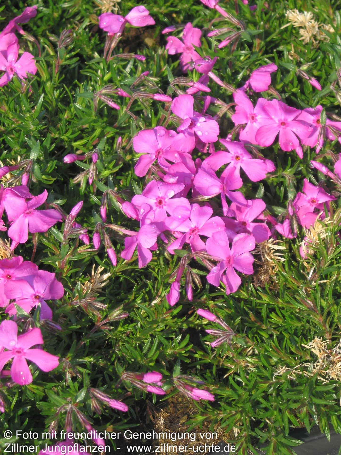 Polster-Flammenblume 'MacDaniels Cushion' (Phlox subulata)