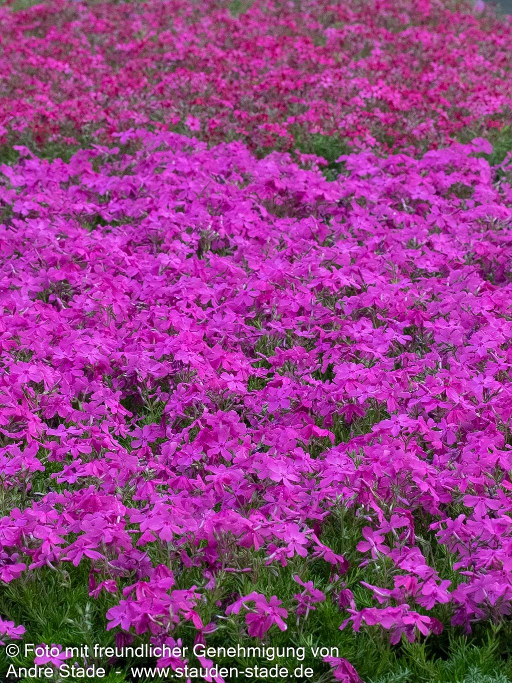 Polster-Flammenblume 'MacDaniels Cushion' (Phlox subulata)